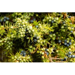 Gin français ORIginEL